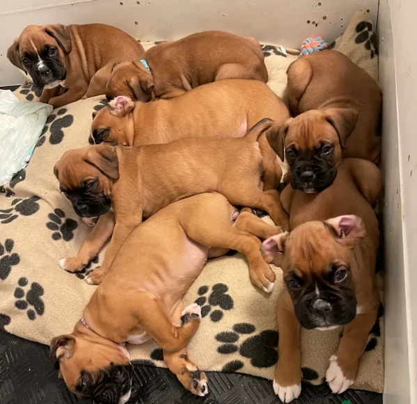 cuccioli di Boxer per adozione maschio e femmina | Foto 3