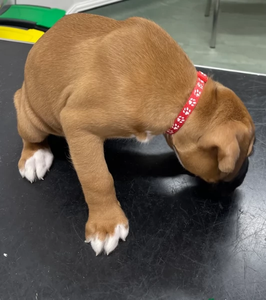 cuccioli di Boxer per adozione maschio e femmina | Foto 4