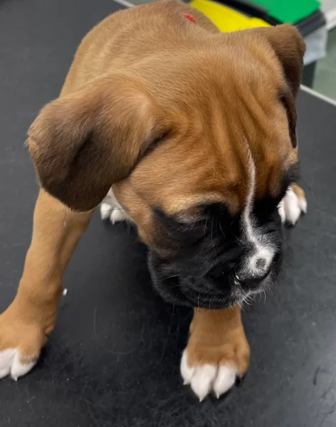 cuccioli di Boxer per adozione maschio e femmina | Foto 3