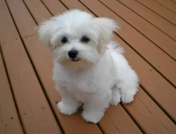 splendidi maltese toy per adozione | Foto 4