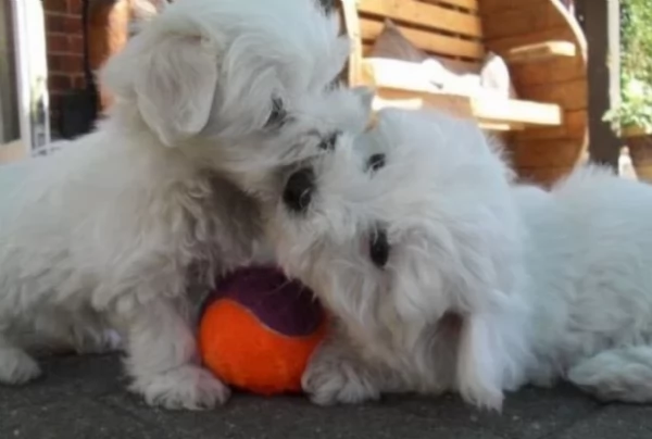 splendidi maltese toy per adozione | Foto 0