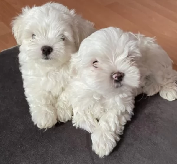 splendidi maltese toy per adozione | Foto 1
