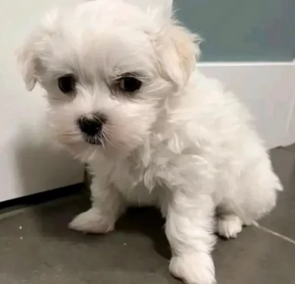 splendidi maltese toy per adozione