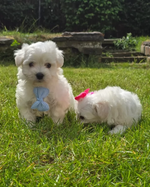 splendidi maltese toy per adozione | Foto 2