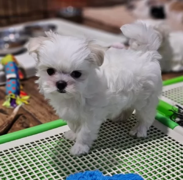 splendidi maltese toy per adozione | Foto 4