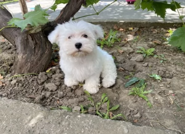 splendidi maltese toy per adozione