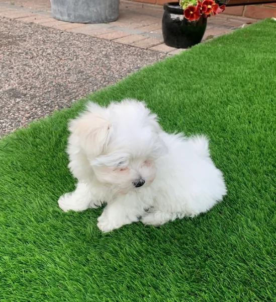 splendidi maltese toy per adozione | Foto 0