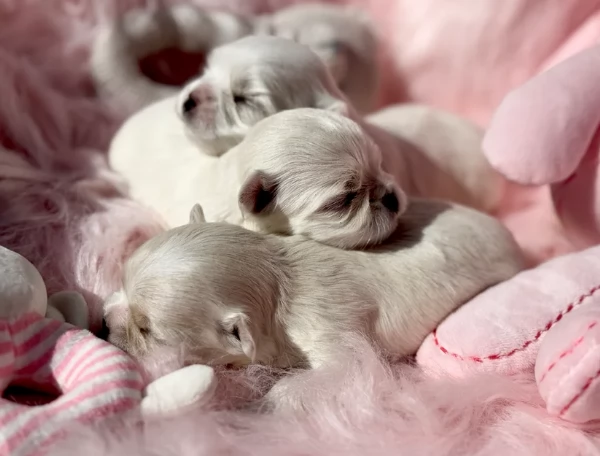 splendidi maltese toy per adozione | Foto 2