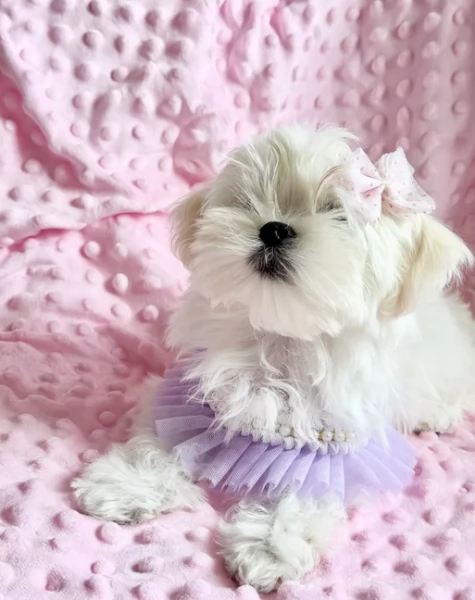 splendidi maltese toy per adozione