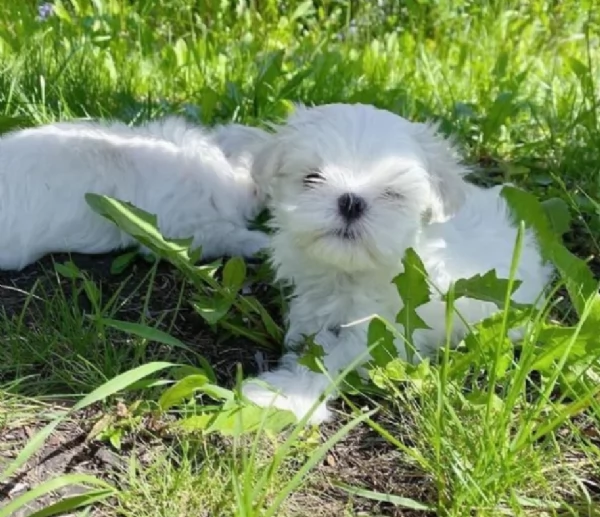 splendidi maltese toy per adozione | Foto 4