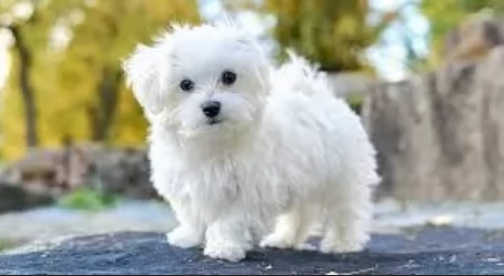 splendidi maltese toy per adozione | Foto 1