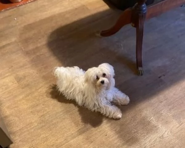 splendidi maltese toy per adozione | Foto 1