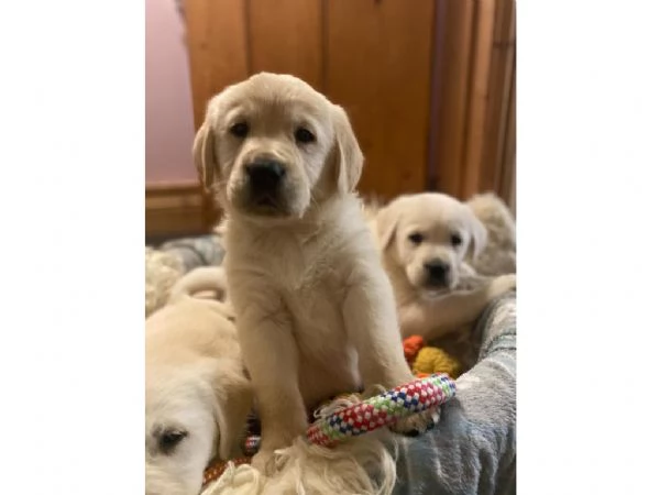 Cuccioli di Golden Retriever