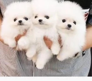 Cuccioli di Pomerania di razza