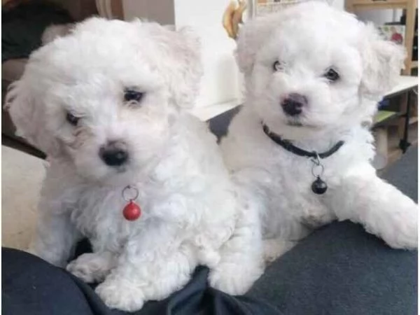 Cuccioli di maltese nati qui bellissimi piccoli e longevi