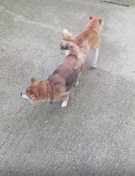 Shiba Inu cuccioli pedigree  | Foto 6