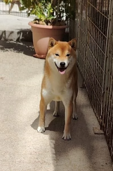 Shiba Inu cuccioli pedigree  | Foto 5