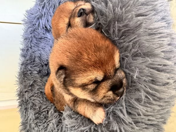 Shiba Inu cuccioli pedigree  | Foto 1
