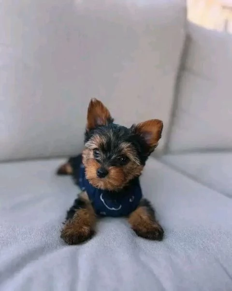 Yorkshire terrier 