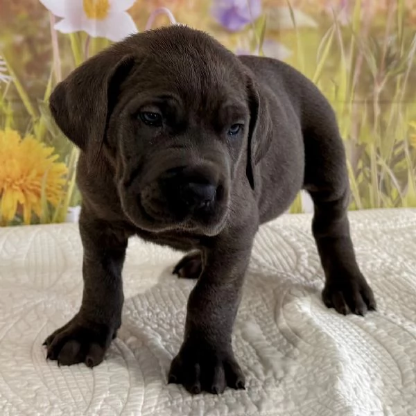 puograve caso il cucciolo regalare