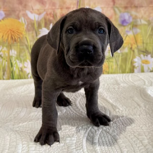 puograve caso il cucciolo regalare | Foto 1