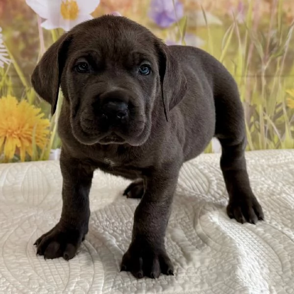 puograve caso il cucciolo regalare | Foto 0