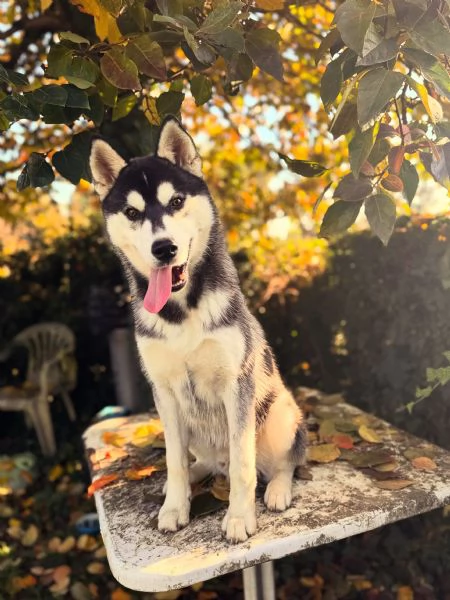 Husky | Foto 0