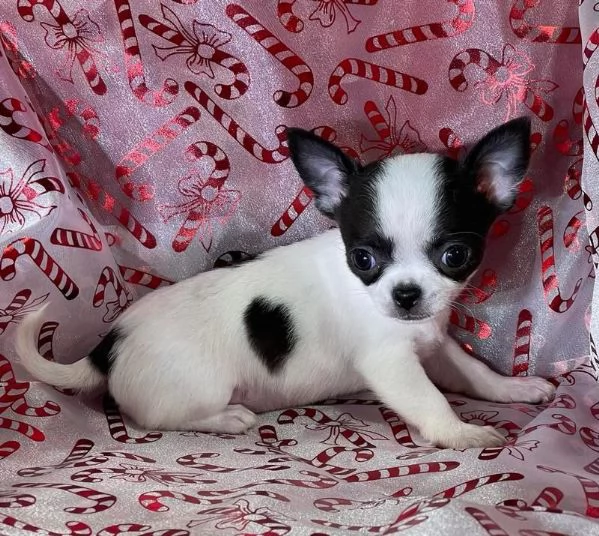 Cuccioli di Chihuahua