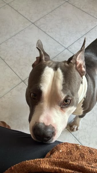 Amstaff maschio con pedigree 