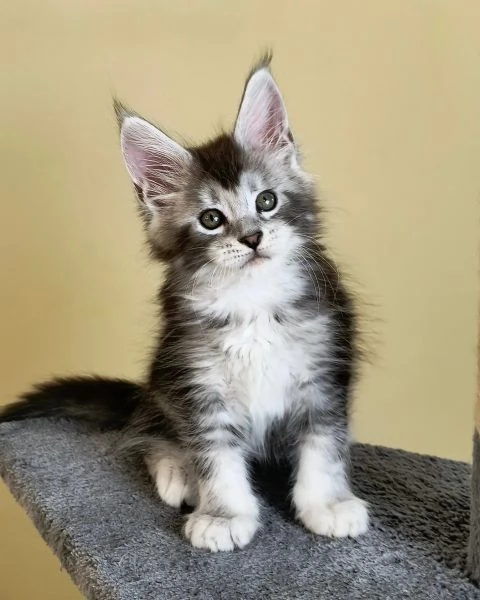 Disponibili Cuccioli di Maine coon | Foto 0