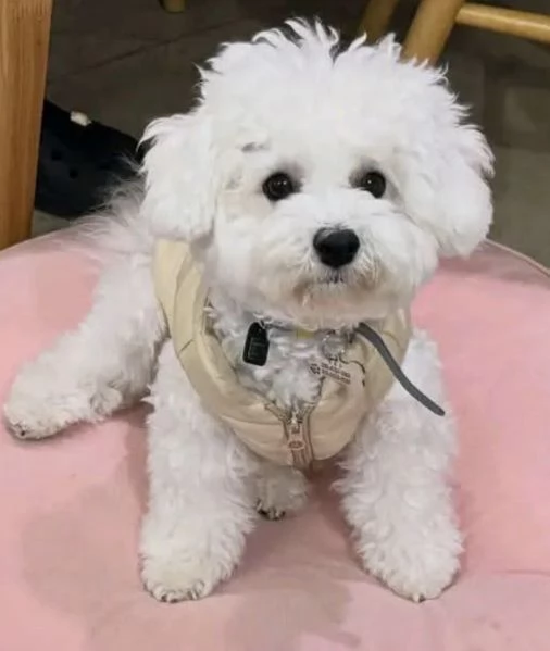  Bichon fries cuccioli maschio e femmina | Foto 0