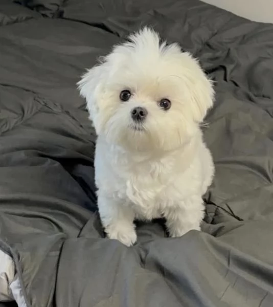  Bichon fries cuccioli maschio e femmina