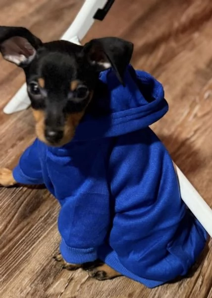  Pinchers cuccioli maschio e femmina | Foto 0