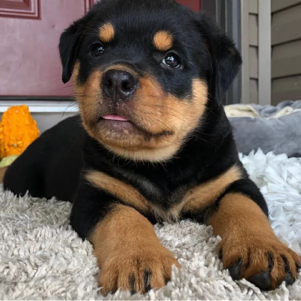  Rottweiler cuccioli maschio e femmina | Foto 0
