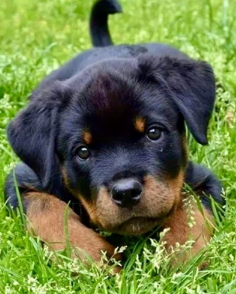  Rottweiler cuccioli maschio e femmina