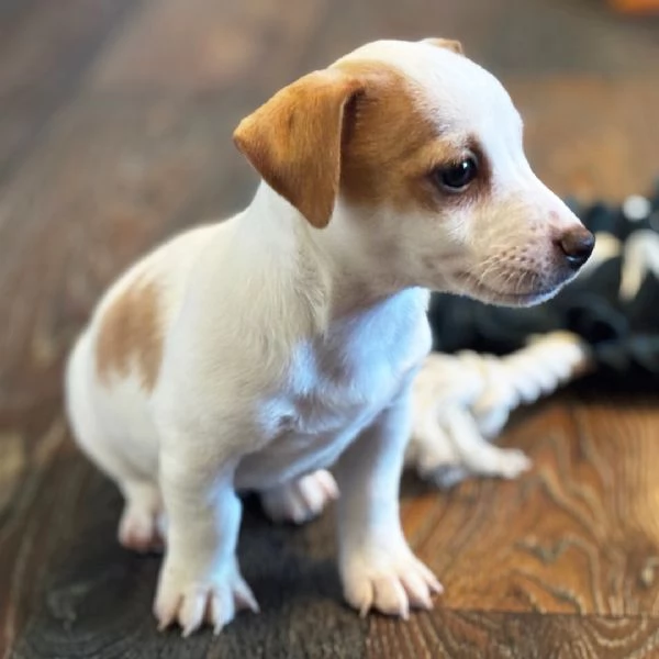 Jack Russell cuccioli maschio e femmina | Foto 0