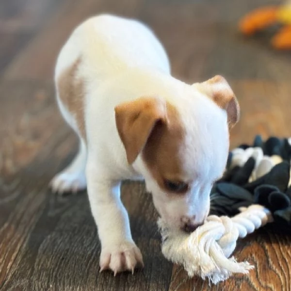 Jack Russell cuccioli maschio e femmina