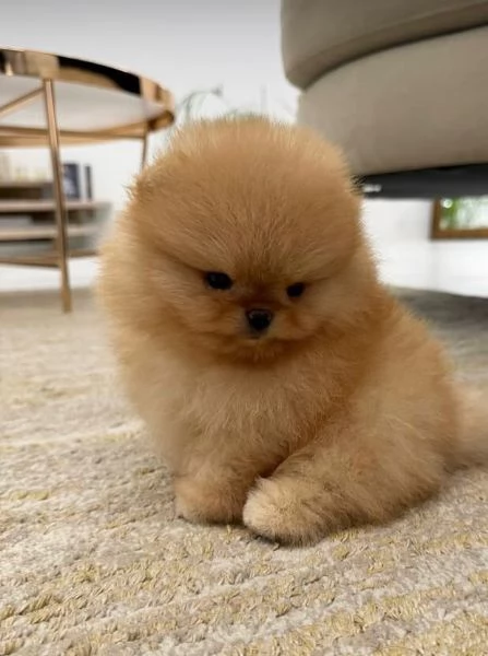  Volpino Pomeranian cuccioli maschio e femmina | Foto 1