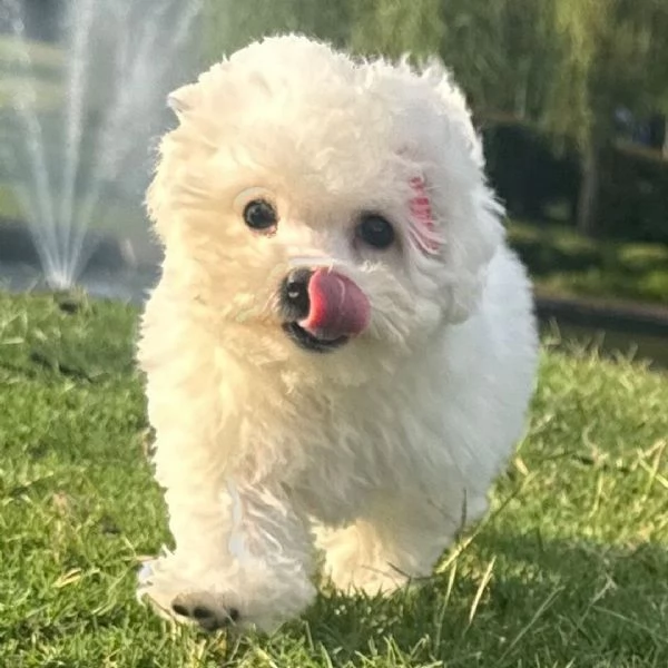 Bolognese cuccioli maschio e femmina