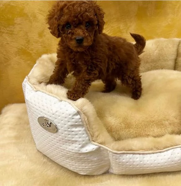 Yorkshire Terrier cuccioli maschio e femmina