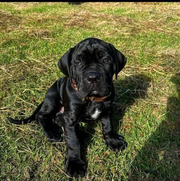 Cane Corso cuccioli maschio e femmina