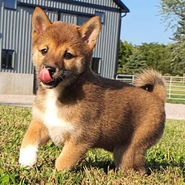 Shiba Inu cuccioli maschio e femmina