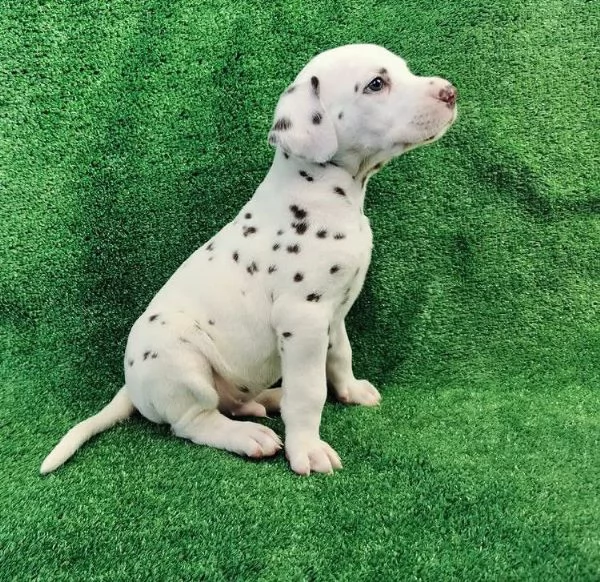 Dalmata cuccioli maschio e femmina