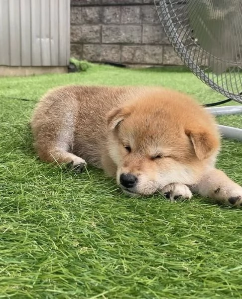 Shiba Inu cuccioli maschio e femmina