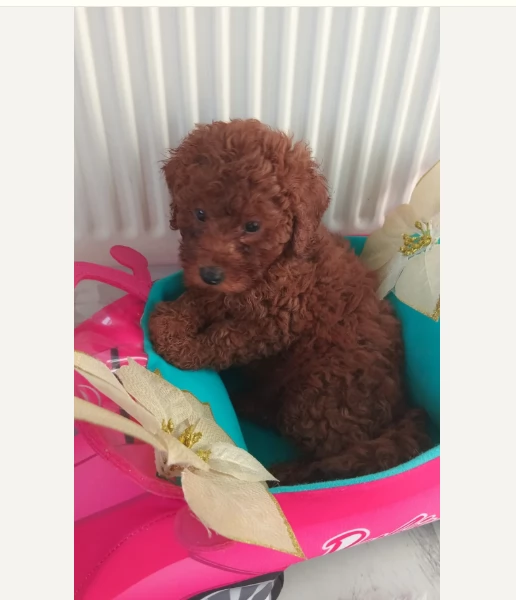 Adozione di Barrbonciino mini rosso Cuccioli | Foto 0