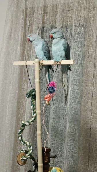 COPPIA di PARROCCHETTI DAL COLLARE  maschio e femmina 