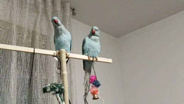 COPPIA di PARROCCHETTI DAL COLLARE  maschio e femmina  | Foto 0