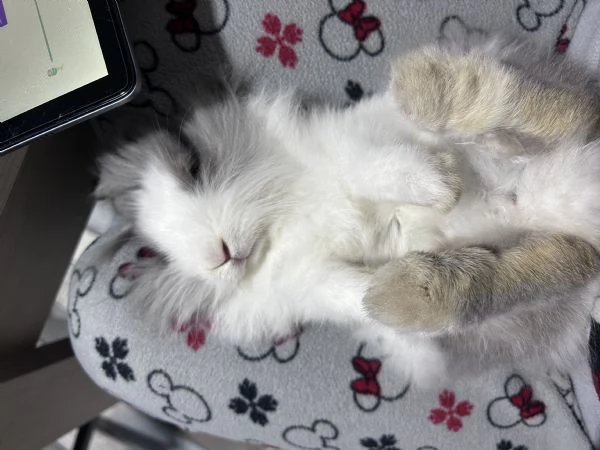 Coniglio testa di leone 