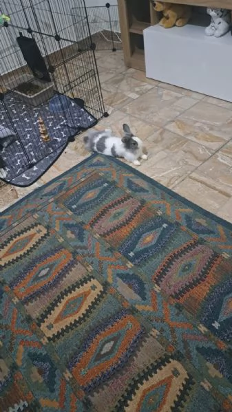 Coniglio testa di leone  | Foto 0