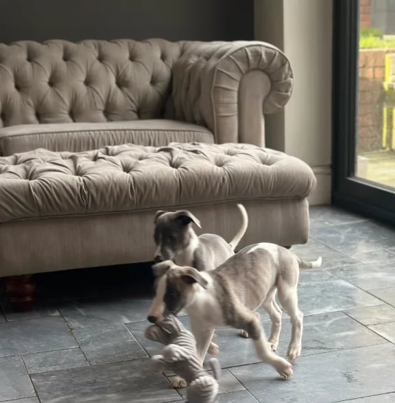 cuccioli di Levriero Italiano in ottima salute | Foto 0